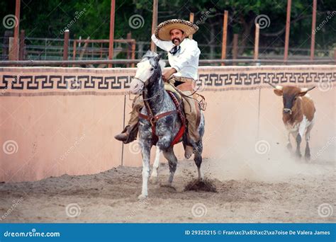 Mexican Charros Horseman Being Chased By A Bull Tx Us Editorial Image