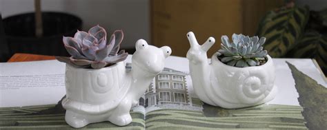 Juicy plant — суккуленты Владивосток | Сообщество любителей суккулентов ...