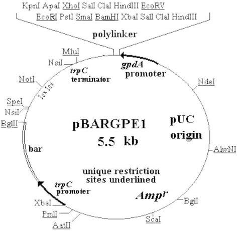 Aureobasidium Pullulans Dicarboxylic Acid Transport Protein And