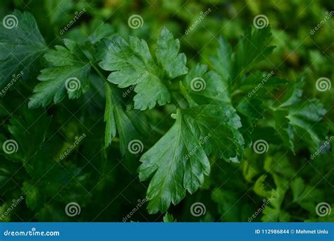 Петрушка, мята, укроп и лук Стоковое Фото - изображение насчитывающей ...