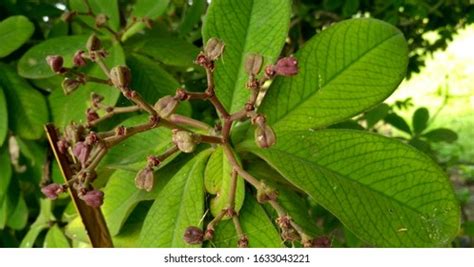 85 Elachi Plant Images, Stock Photos & Vectors | Shutterstock