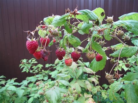 Малина на балконе выращивание - фото