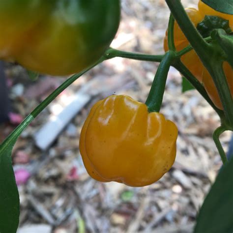 Yellow Scotch Bonnet Pepper Seeds Tyler Farms