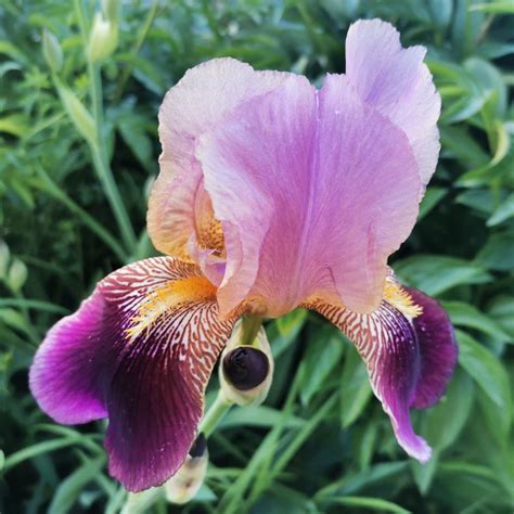 Луковицы Ирисы купить по выгодной цене в интернет-магазине OZON ...