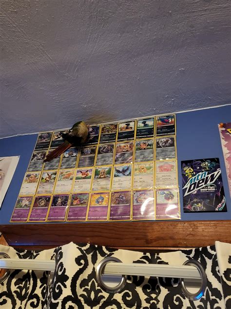 Bean's out here defying the laws of physics : r/Conures