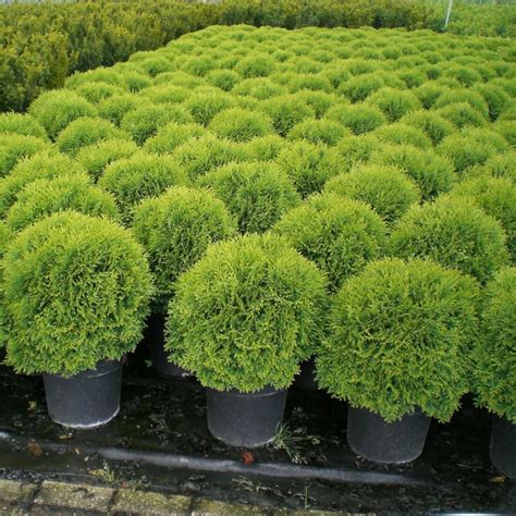 Туя западная Hoseri (Thuja occidentalis Hoseri) — Азовский лесопитомник