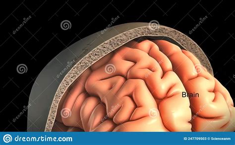 Know Your Brain Of Meninges Stock Illustration Illustration Of Care Roots 247709503