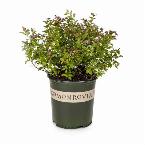Monrovia Pink Magic Carpet Spirea P9363 Flowering Shrub In Pot With