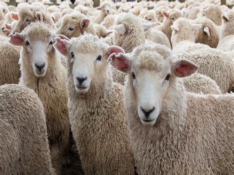 Sheep Farming: పొటేళ్ల పెంపకంలో భారీ లాభాలు ఎలా సంపాదించుకోవాలి ...