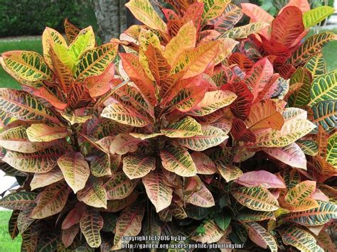 Crotons Plant Care And Collection Of Varieties Garden Org