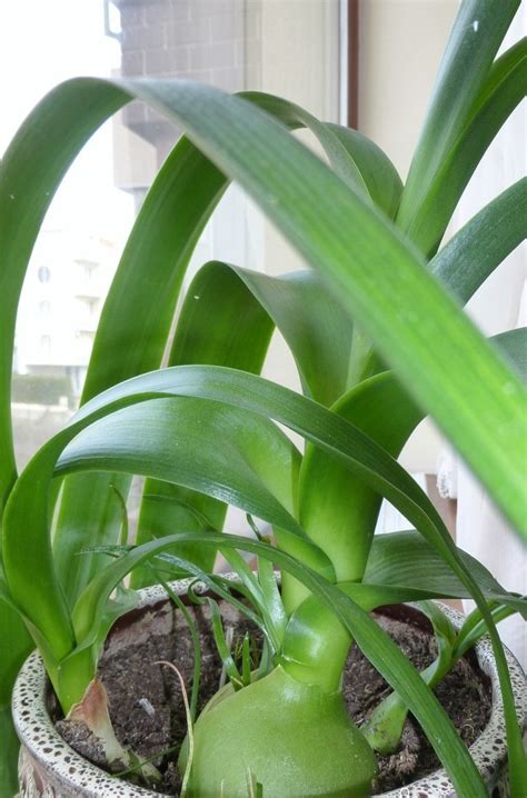 Индийский лук | Пикабу