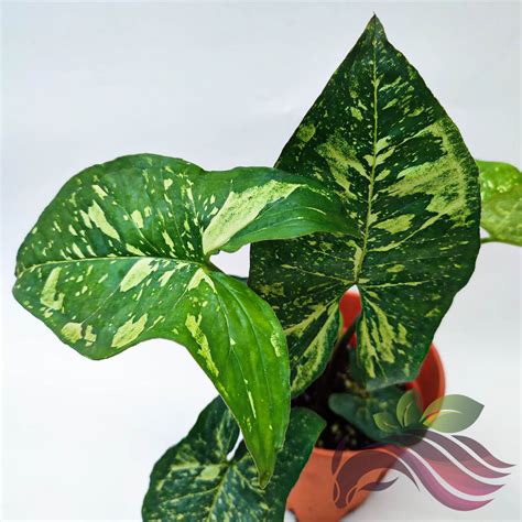 Syngonium Galaxy Panda Ls Group