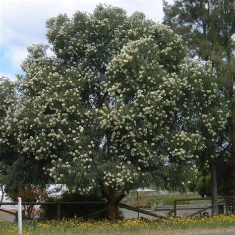 Corymbia Eximia Nana Dwarf Yellow Bloodwood Seed X20 Ole Lantana