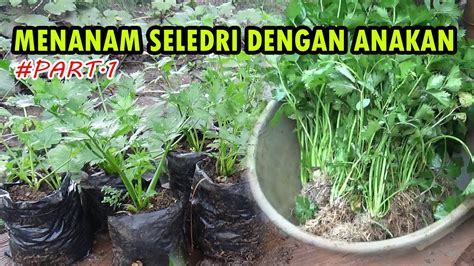 Cara Menanam Seledri Di Polybag Dengan Pemisahan Anakan Atau Batang