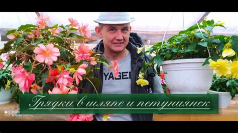 Бегония. Как сохранить бегонию зимой. Как размножается бегония. Где ...