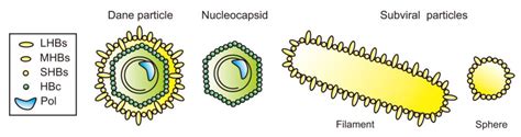 Viruses Free Full Text Envelope Proteins Of Hepatitis B Virus