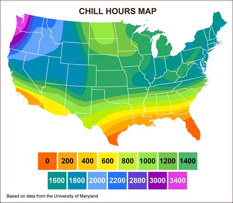 Chill Hours