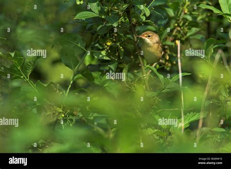 Marsh Warbler Acrocephalus Palustris Stock Photo Alamy