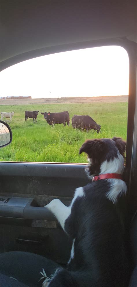 Cow Checking Partner Horseshoe Angus Ranch
