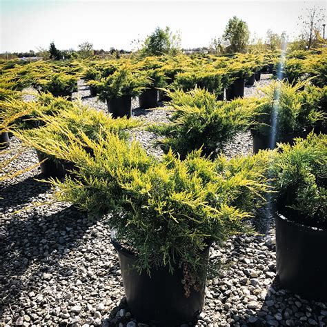 Gold Lace Juniper For Sale Online The Tree Center