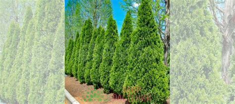 Туи купить в Самаре | Товары для дома и дачи | Авито