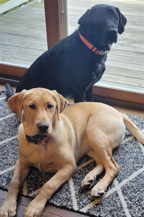Daniel Vacek Labrador Retriever Puppies For Sale In Dixon Il Born