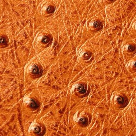 Ostrich Leather – Zax Inc