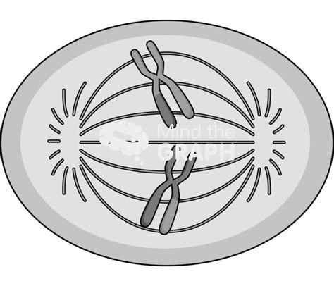 Meiosis anaphase i