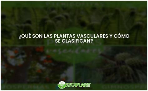 Tipos De Plantas Vasculares Clasificación Y Características Egoiplant