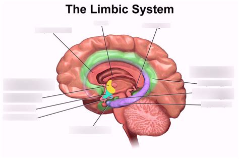 Parts Of The Limbic System Diagram Quizlet