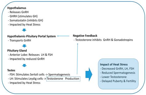 Effects Of Heat Stress Induced Sex Hormone Dysregulation On Reproduction And Growth In Male