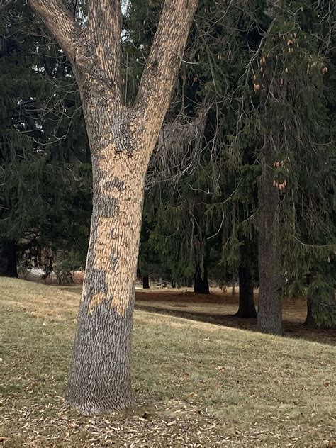 UIowa Elms: Unveiling the Secrets of Iowa's Ancient Trees 1