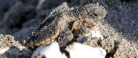 Moisture Not Just Temperature May Skew Sea Turtle Sex The Wildlife Society