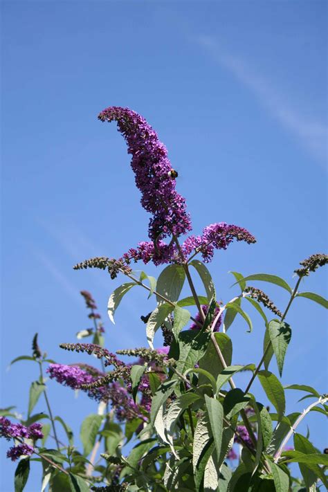 Buddleja davidii 'Nanho Purple' - Vlinderstruik | vtwonen