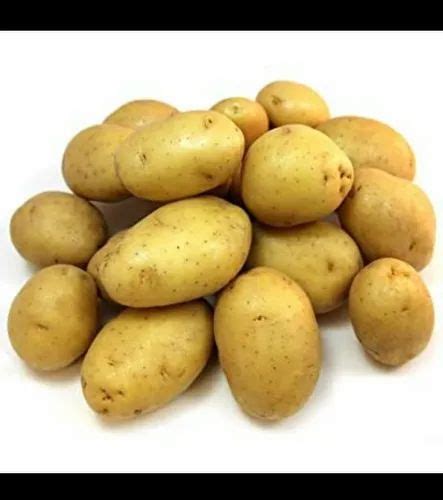 A Grade Yellow Potato 3797 Gunny Bag 50 Kg At Rs 1500bag In Agra Id 22409803033