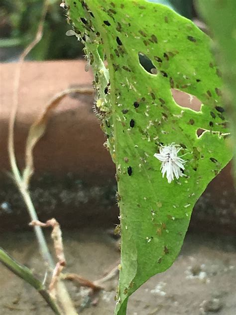 White Plant Bugs