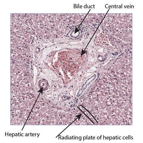 Liver Structure Histology