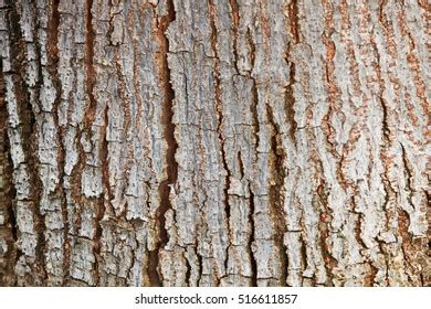 Rustic Tree Bark Texture Background Stock Photo Shutterstock