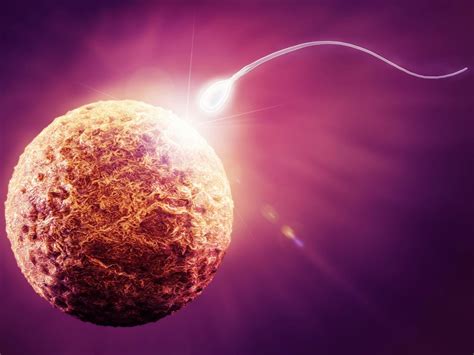 The moment of conception: Scientists isolate protein that governs first ... 
