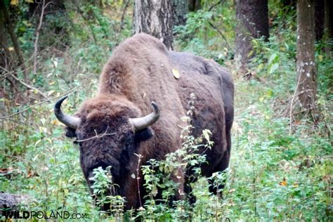 Autumn Bison Safari In The Białowieża Forest Oct 2017 Wild Poland
