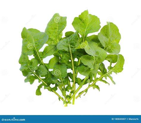 Bunch Of Fresh Arugula Isolated On A White Stock Image Image Of