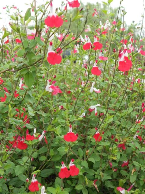 Salvia Microphylla Hot Lips Boething Treeland Farms
