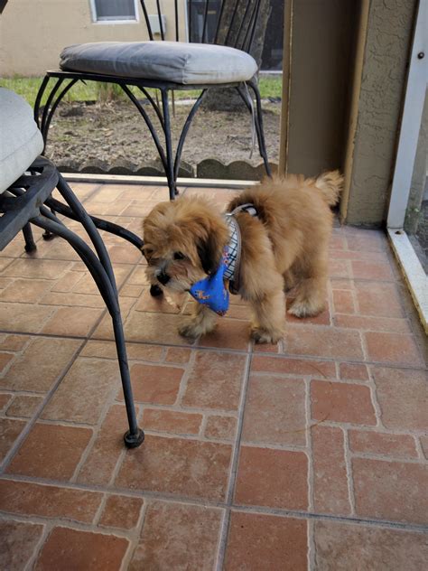 NEW DOG HYPE : r/teenagers