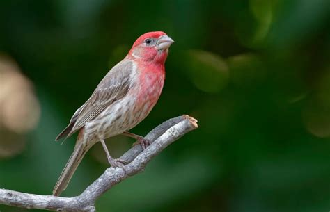 10 Red Birds In Louisiana Picture And Id Guide