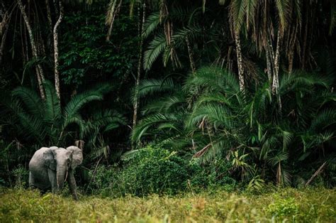 Gdt Prints Explore Africas Wild Animals With Animal Scapes Photography