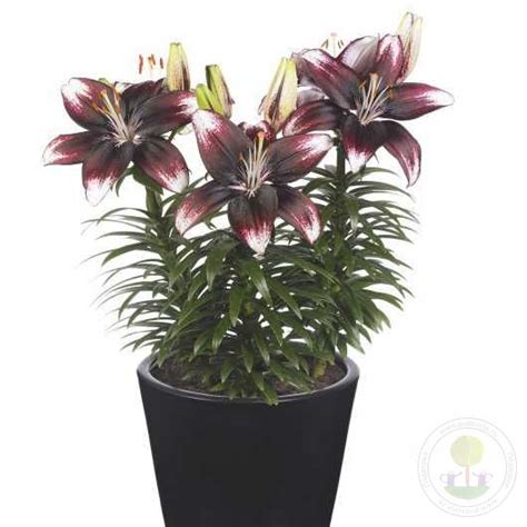 Лилия Панда Джой (Lilium Panda Joy) купить луковицы в Москве по низкой ...