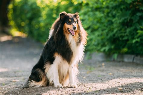 The Tricolor Rough Collie, Scottish Collie, Long-haired Collie
