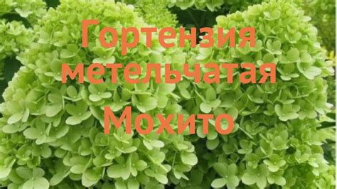 Гортензия метельчатая Мохито (mojito) 🌿 обзор: как сажать, саженцы ...