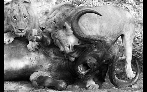 Epic Kruger - Africa Geographic