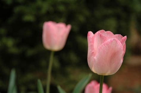 Two Pink Tulips With Soft Focus Background Free Stock Photo Freeimages